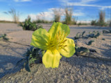 Oenothera humifusa- Seabeach Evening Primrose