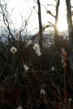 Eriophorum virginicum- Cottongrass