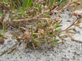Spergularia salina- Salt Sandspurry 