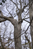 Old-growth Nyssa sylvatica (Black Gum)