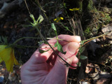 Bidens sp.