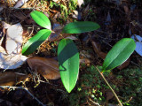 Smilax laurifolia- Laurel-leaved Greenbriar
