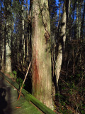 Chamaecyparis thyoides- Atlantic White Cedar