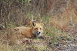 Another Red Fox 