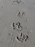 Snowy Owl tracks?