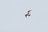 Glaucous Gull (1st cycle)