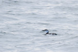 Common Murre