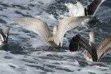 Iceland Gull (1st cycle)