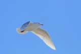 3rd cycle Glaucous Gull