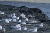 Glaucous Gull and friends