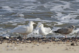Glaucous Gull and friends