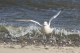 Glaucous Gull 