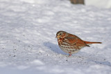 Fox Sparrow