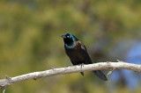 Common Grackle