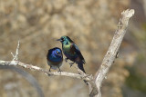 Common Grackles