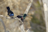 Common Grackles