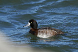 Greater Scaup (female)