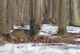 White-tailed Deer