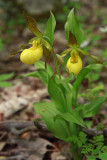 Cypripedium parviflorum var. parviflorum- Small Yellow Ladys Slipper