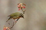 Worm-eating Warbler