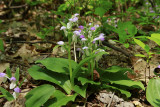 Galearis spectabilis- Showy Orchis