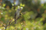 Rose-breasted Grosbeak