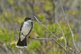 Eastern Kingbird