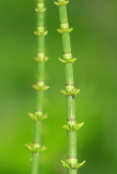 Equisetum fluviatile- Water Horsetail