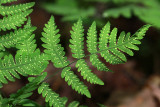 Gymnocarpium dryopteris- Oak Fern