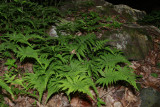 Phegopteris connectilis- Northern Beech Fern