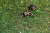 Box Turtles mating