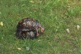 Box Turtles mating