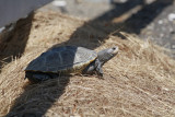 Diamondback Terrapin