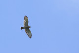 Broad-winged Hawk