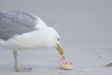 Herring Gull with watermelon