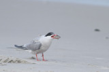 Common Tern