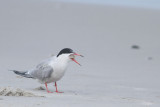 Common Tern