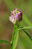 _MG_1050.jpg