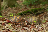2 male Box Turtles