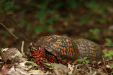 2 male Box Turtles