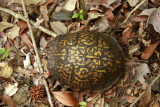 Box Turtle
