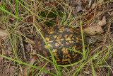 Box Turtle