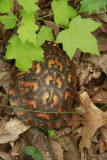 Box Turtle