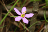 Sabatia campanulata- Slender Marsh Pink