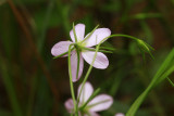 Sabatia campanulata- Slender Marsh Pink