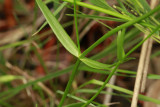 Sabatia campanulata- Slender Marsh Pink