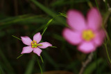 Sabatia campanulata- Slender Marsh Pink