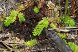 Lycopodiella caroliniana- Slender Clubmoss