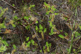 Lycopodiella caroliniana- Slender Clubmoss