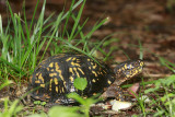 Bear Claw (female Box Turtle)